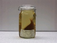 藏品(白頸赤尾冬)的圖片